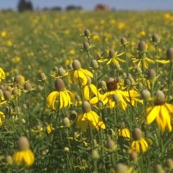 Little Prairie Native Wildflower Seed Mix -Green Haven Sales yellow prairie coneflower little prairie native mix