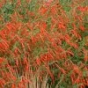 Sky Island Orange Hummingbird Trumpet (Zauschneria) -Green Haven Sales zauchneria canum v arizonica sky island orange 500
