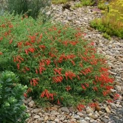 Orange Carpet® Creeping Hummingbird Trumpet (Zauschneria) -Green Haven Sales zauschneria garrettii orange carpet pat hayward plant select