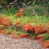 Orange Carpet® Creeping Hummingbird Trumpet (Zauschneria) -Green Haven Sales zauschneria orange carpet landscape