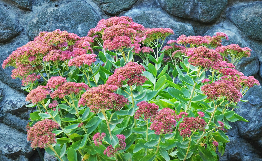 Front Page -Green Haven Sales doug blog autumn fire sedum