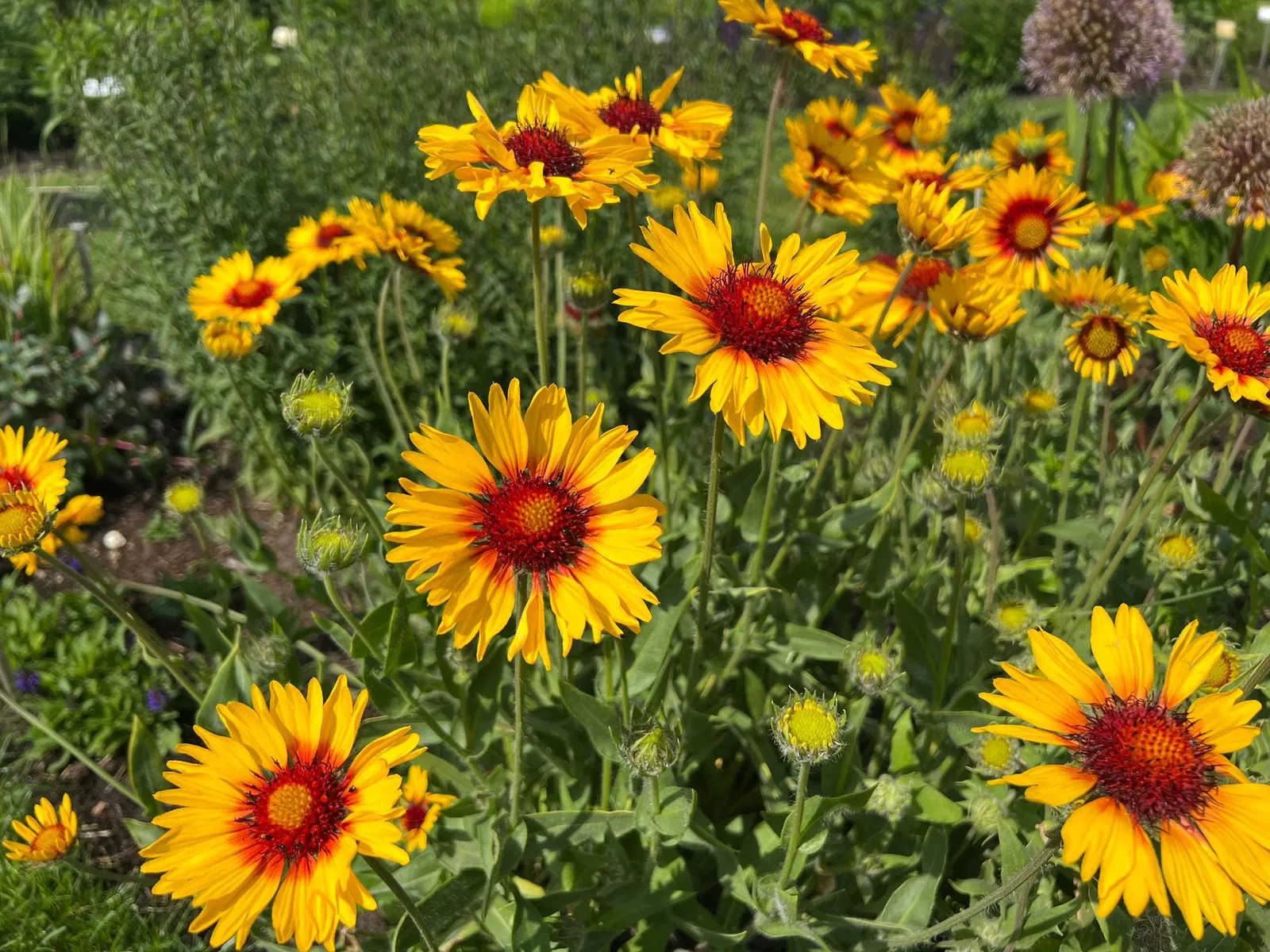 Front Page -Green Haven Sales gaillardia aristata amber wheels Foto 8 origin img